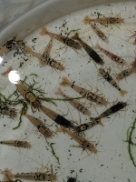 Caridina mix 3